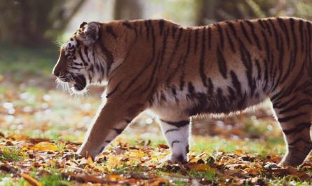 Dreaming of Animals : 10 Meanings and Symbolisms