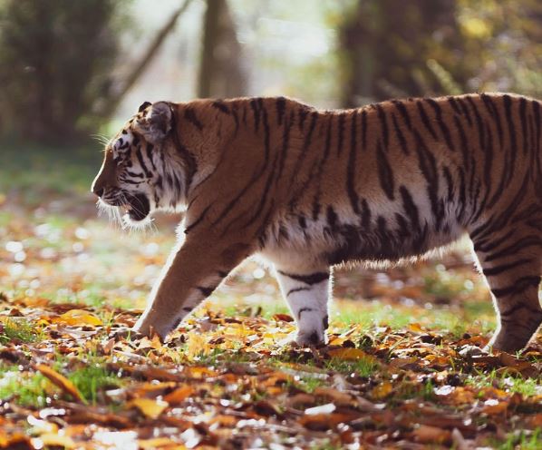 Dreaming of Animals : 10 Meanings and Symbolisms