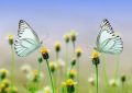 Dreaming of Butterflies : 21 Meanings and Symbolisms