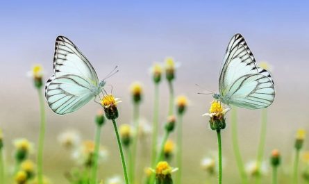 Dreaming of Butterflies : 21 Meanings and Symbolisms