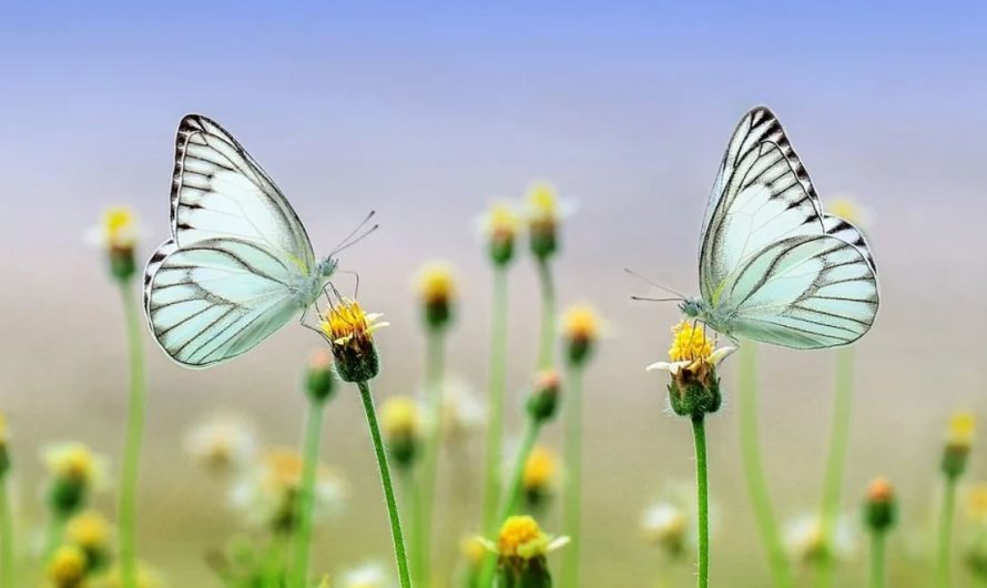 Dreaming of Butterflies : 21 Meanings and Symbolisms