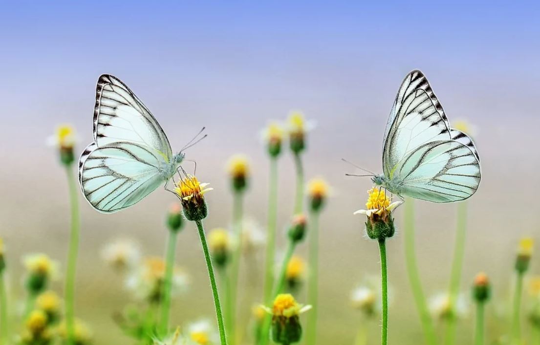 Dreaming of Butterflies : 21 Meanings and Symbolisms