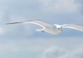 Dreaming of Seagulls : 8 Meanings and Symbolisms