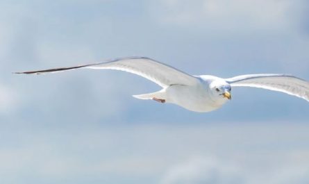 Dreaming of Seagulls : 8 Meanings and Symbolisms