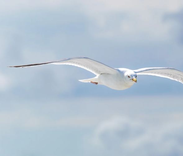 Dreaming of Seagulls : 8 Meanings and Symbolisms